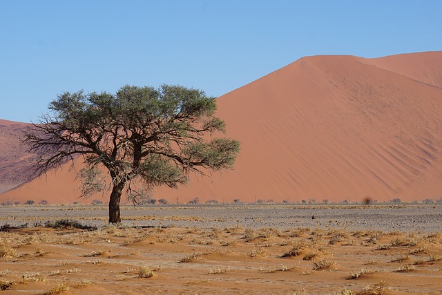 desert dune buggy