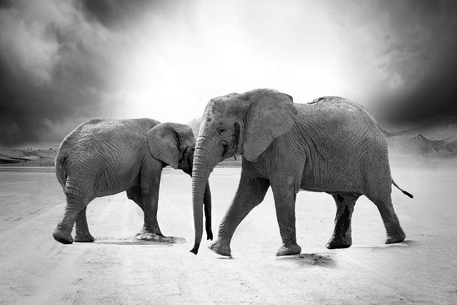 desert-safari-640x480-10362031.jpeg