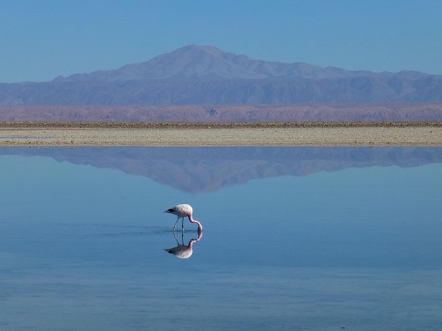 desert-safari-640x480-10730965.jpeg