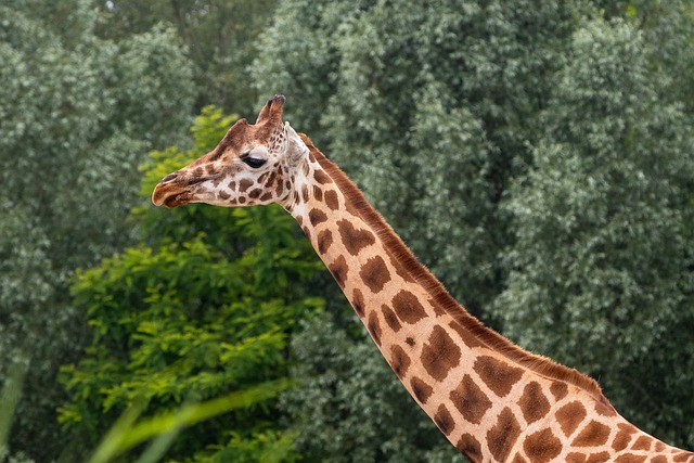 desert-safari-640x480-13363785.jpeg