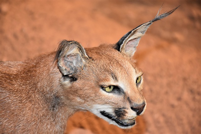 desert-safari-640x480-13985194.jpeg