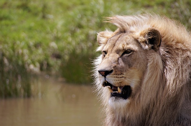 desert-safari-640x480-17092872.jpeg
