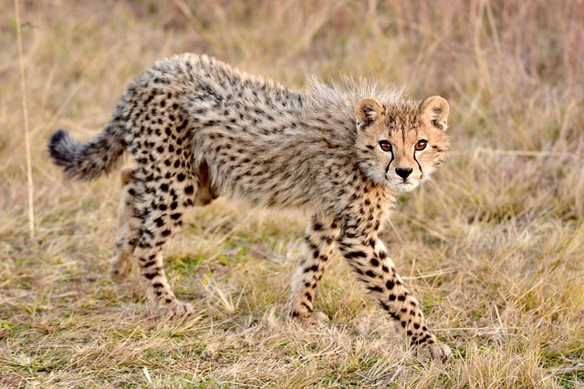 desert-safari-640x480-17474953.jpeg