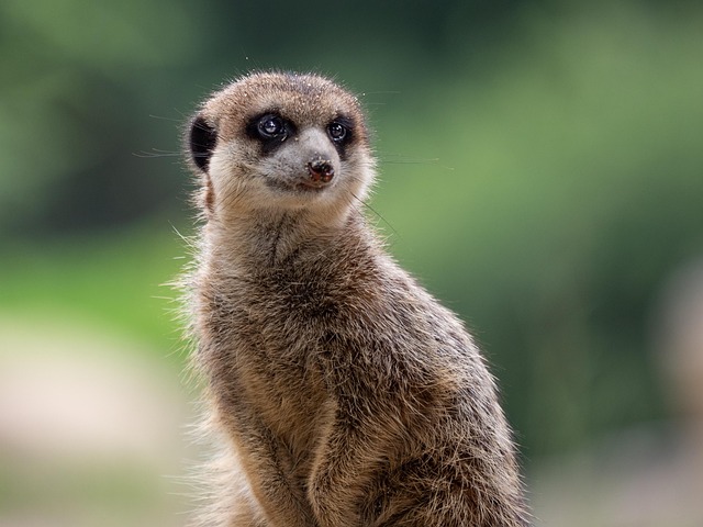 desert-safari-640x480-21000306.jpeg