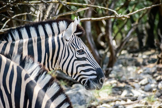 Discover Dubai’s Desert Safari Deals: Affordable Adventures Await