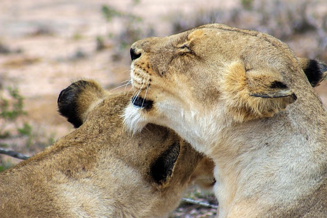 desert-safari-640x480-23796691.jpeg