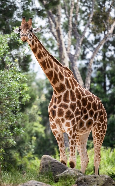 desert-safari-640x480-24154139.jpeg