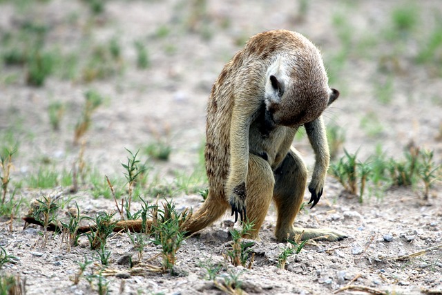 desert-safari-640x480-25883972.jpeg