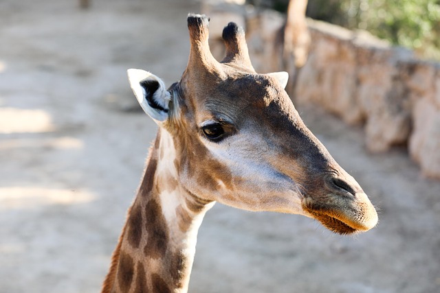 desert-safari-640x480-28201590.jpeg