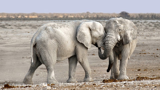 desert-safari-640x480-30046810.jpeg
