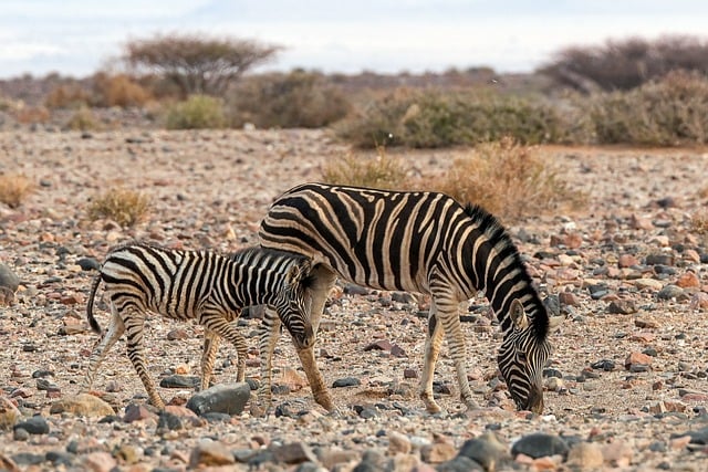 desert-safari-640x480-39463316.jpeg