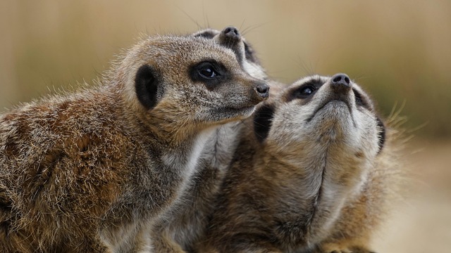 desert-safari-640x480-3969871.jpeg