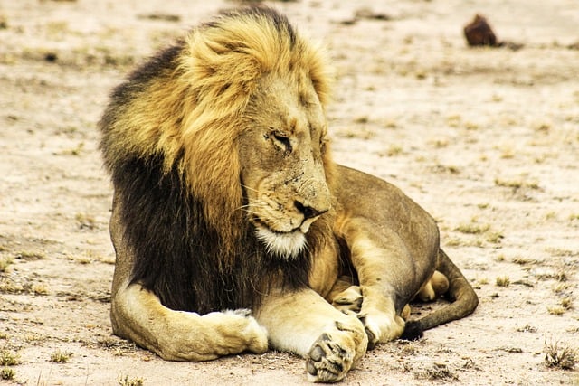 desert-safari-640x480-40257953.jpeg