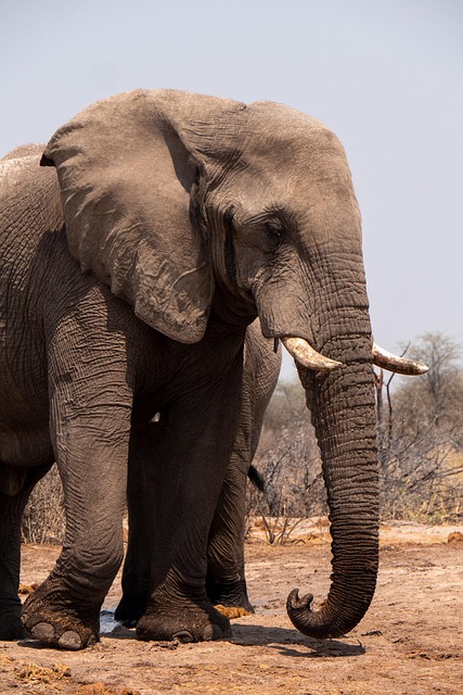 desert-safari-640x480-41059869.jpeg