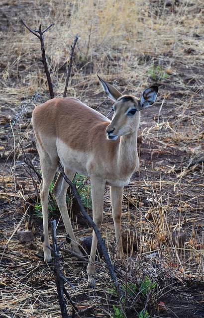 desert-safari-640x480-41639613.jpeg