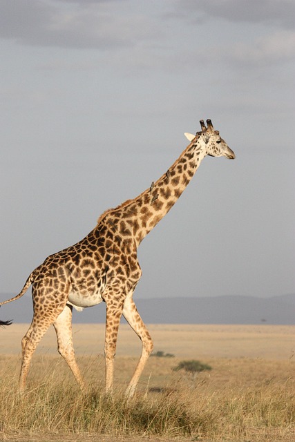 desert-safari-640x480-41806032.jpeg