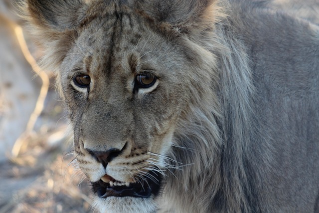desert-safari-640x480-42987902.jpeg