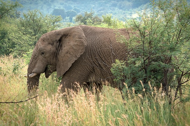 desert-safari-640x480-43157358.jpeg
