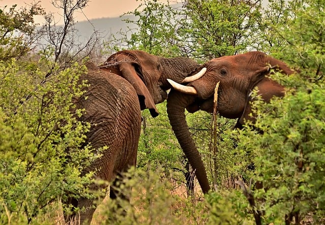 desert-safari-640x480-43218543.jpeg