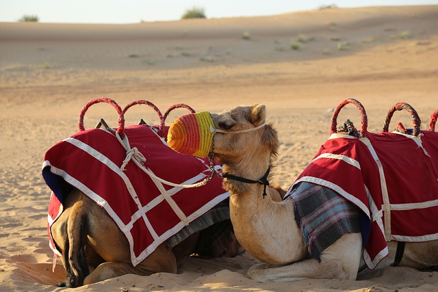 desert-safari-640x480-46461795.jpeg