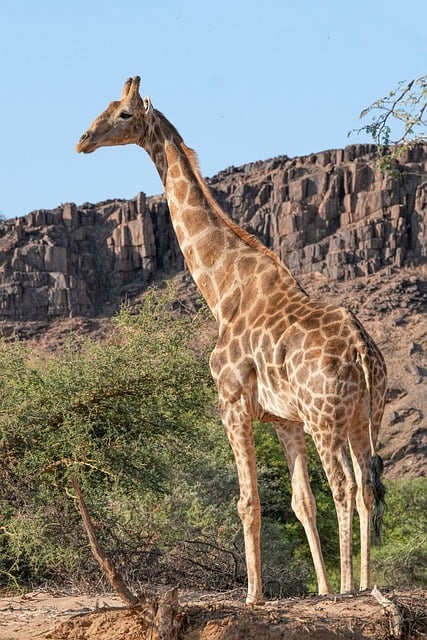 desert-safari-640x480-47096622.jpeg