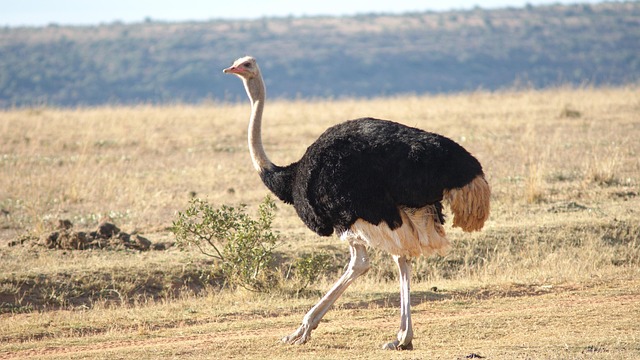 desert-safari-640x480-48268741.jpeg