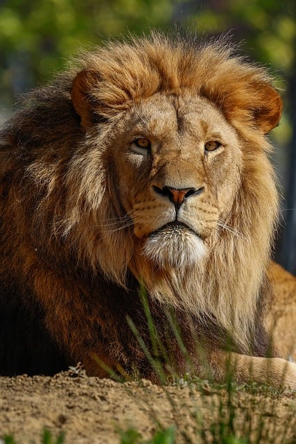desert-safari-640x480-51598476.jpeg