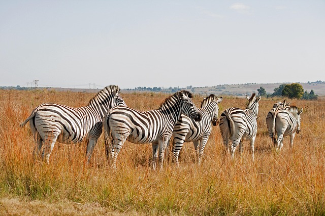 desert-safari-640x480-56054019.jpeg