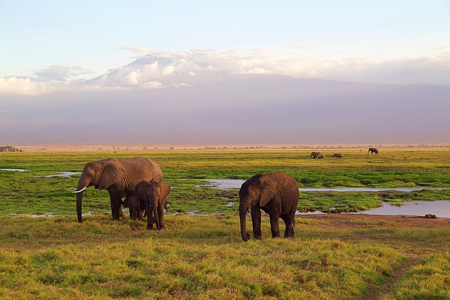 Unveiling Dubai’s Desert Secrets: Exclusive Safaris and Stays