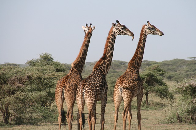 desert-safari-640x480-59492920.jpeg