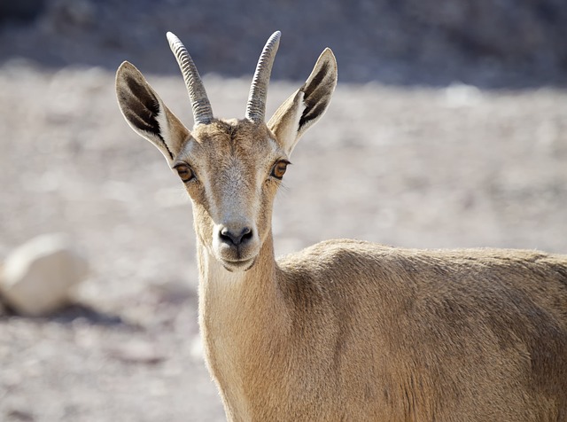 desert-safari-640x480-59881110.jpeg