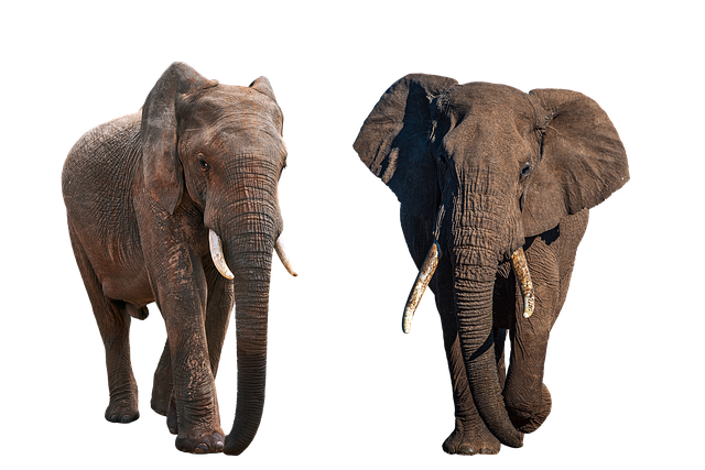 desert-safari-640x480-6206273.png