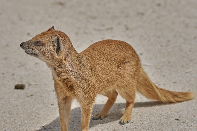 desert-safari-640x480-63708326.jpeg