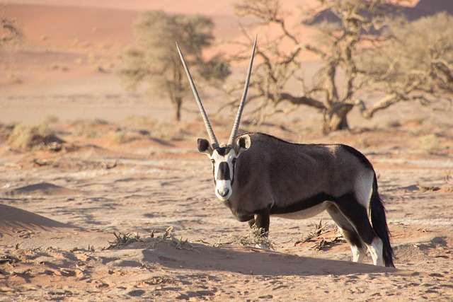 desert-safari-640x480-67524094.jpeg