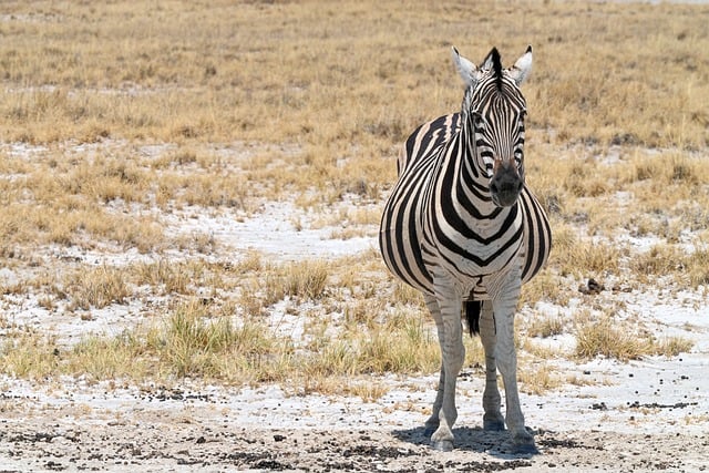 Unveiling Dubai’s Desert Wonders: An Affordable, All-Inclusive Safari Journey