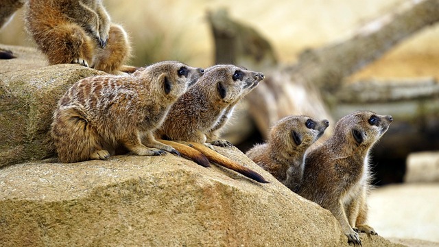 desert-safari-640x480-71225611-1.jpeg