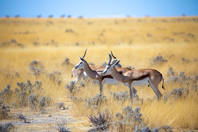 desert-safari-640x480-74197733.jpeg