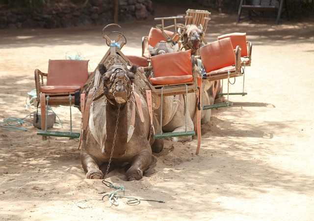 Mastering Desert Safari Dubai Booking: Your Online Guide to Adventure