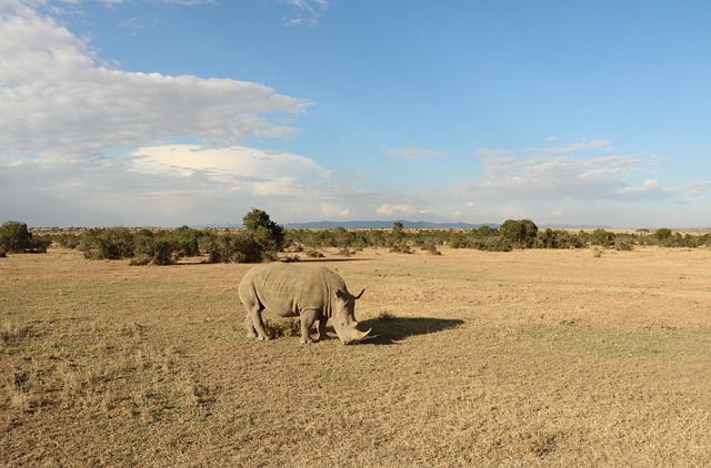 desert-safari-640x480-79072048.jpeg
