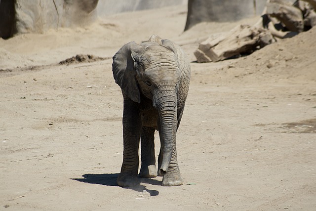 Dubai Desert Safari Package: Adrenaline-Fueled Exploration & Cultural Immersion