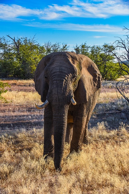 desert-safari-640x480-79713069.jpeg