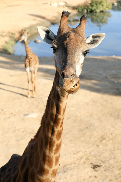 desert-safari-640x480-79762254.jpeg