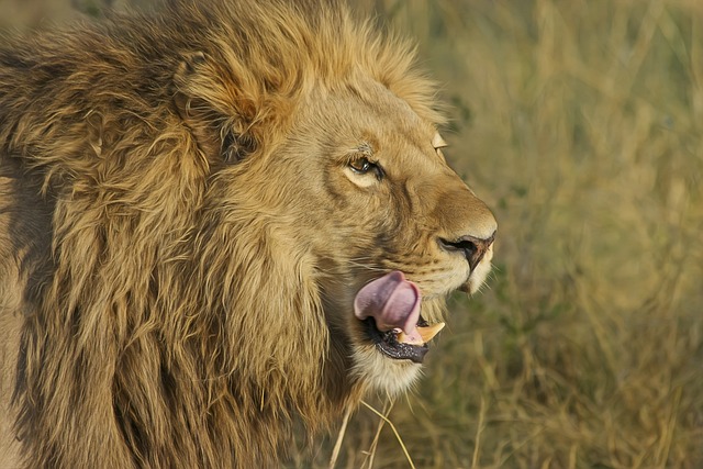 desert-safari-640x480-79839728.jpeg