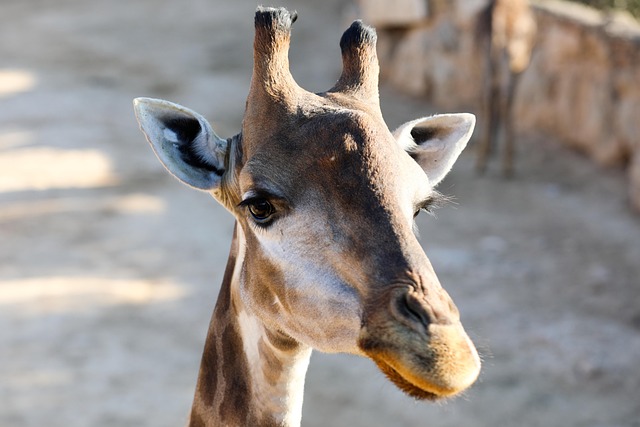 desert-safari-640x480-81587827.jpeg