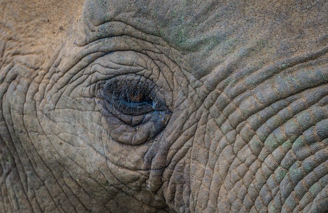 desert-safari-640x480-81624021.jpeg