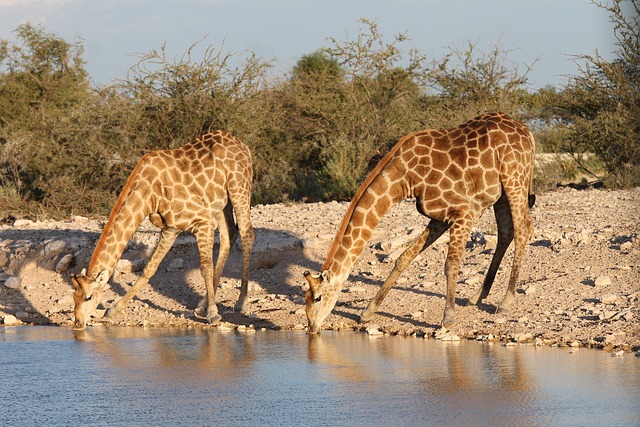 Budget-Friendly Desert Safari Prices in Dubai: A Comprehensive Guide