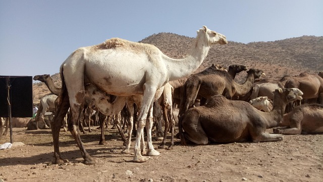 desert safari