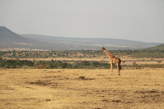 Desert Safari