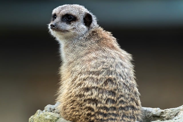 Discovering Dubai’s Sands: Affordable Safari Adventures and Cultural Immersion