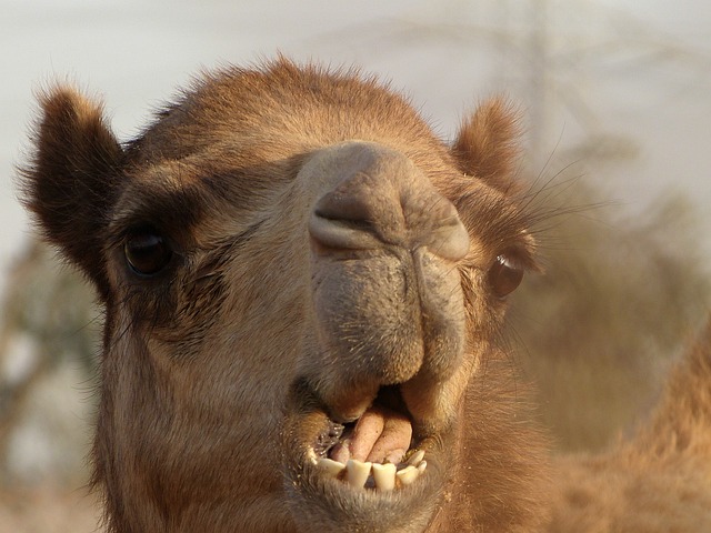 Unforgettable Desert Safari Photos: Dubai Deals for Every Budget